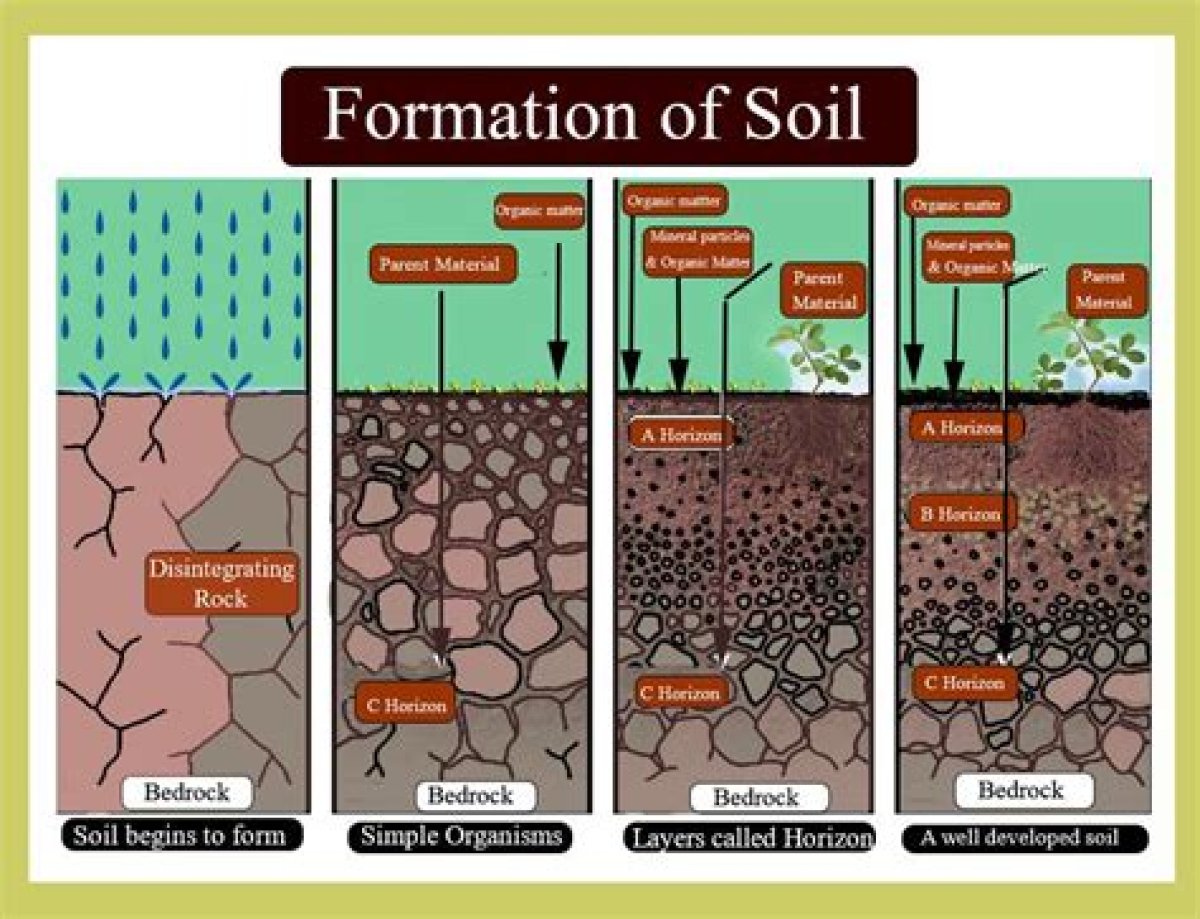 What Are the Stages of Soil Formation?