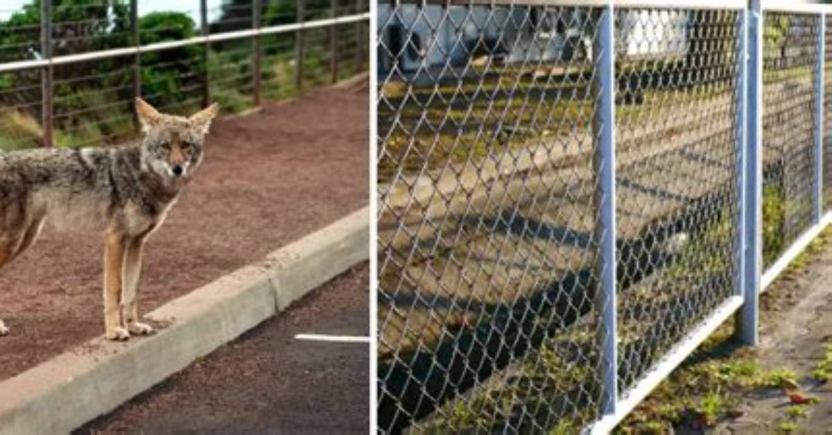 What Attracts Coyotes to Your Yard?