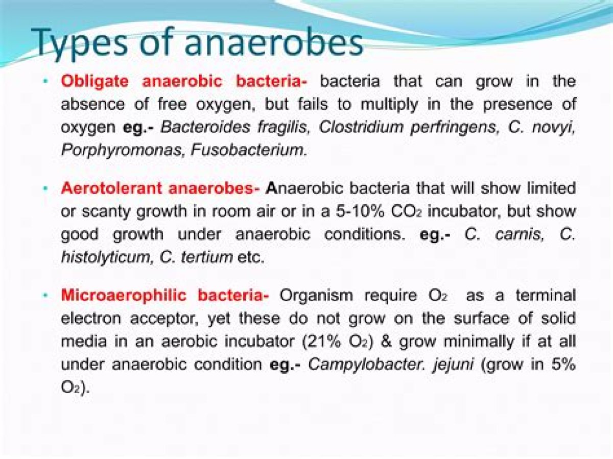 What Bacteria Are Anaerobes?