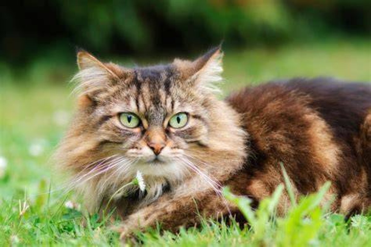 What Breed of Cat Has a Long Body?
