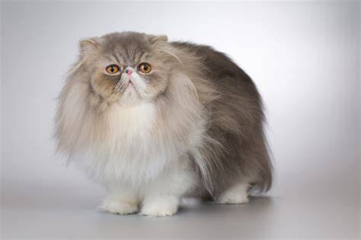 What Breed of Cats Are Fat?