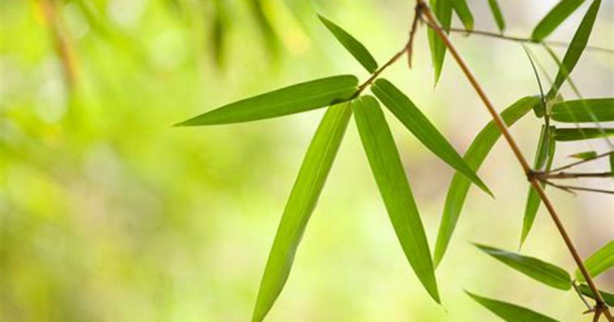 What Can Bamboo Leaves Be Used for?