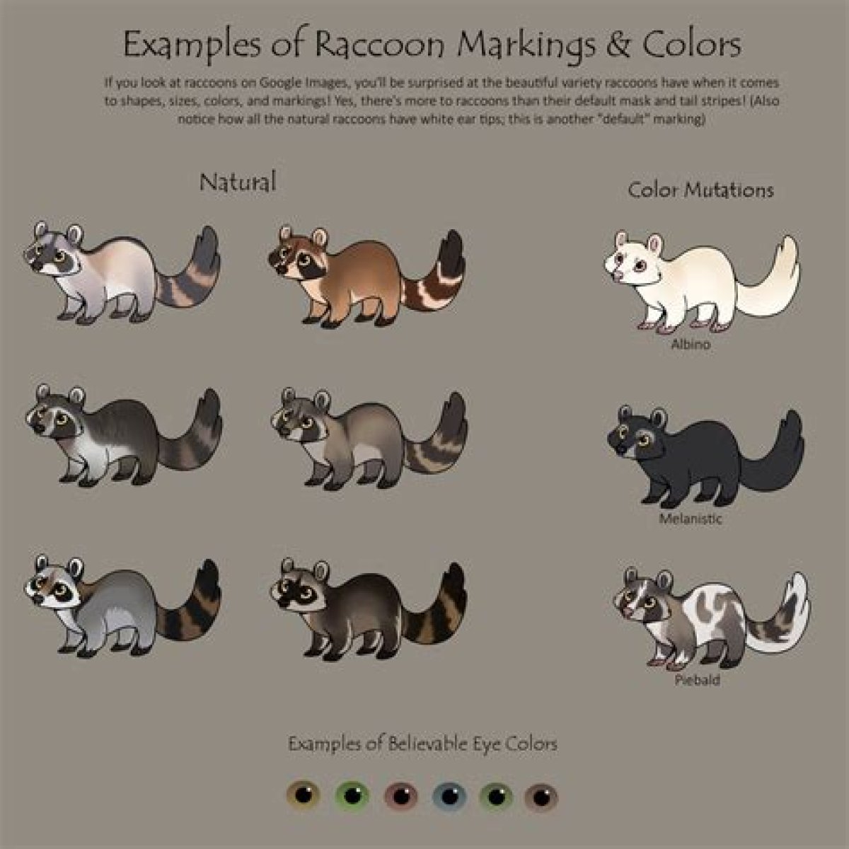 What Colors Do Raccoons See?