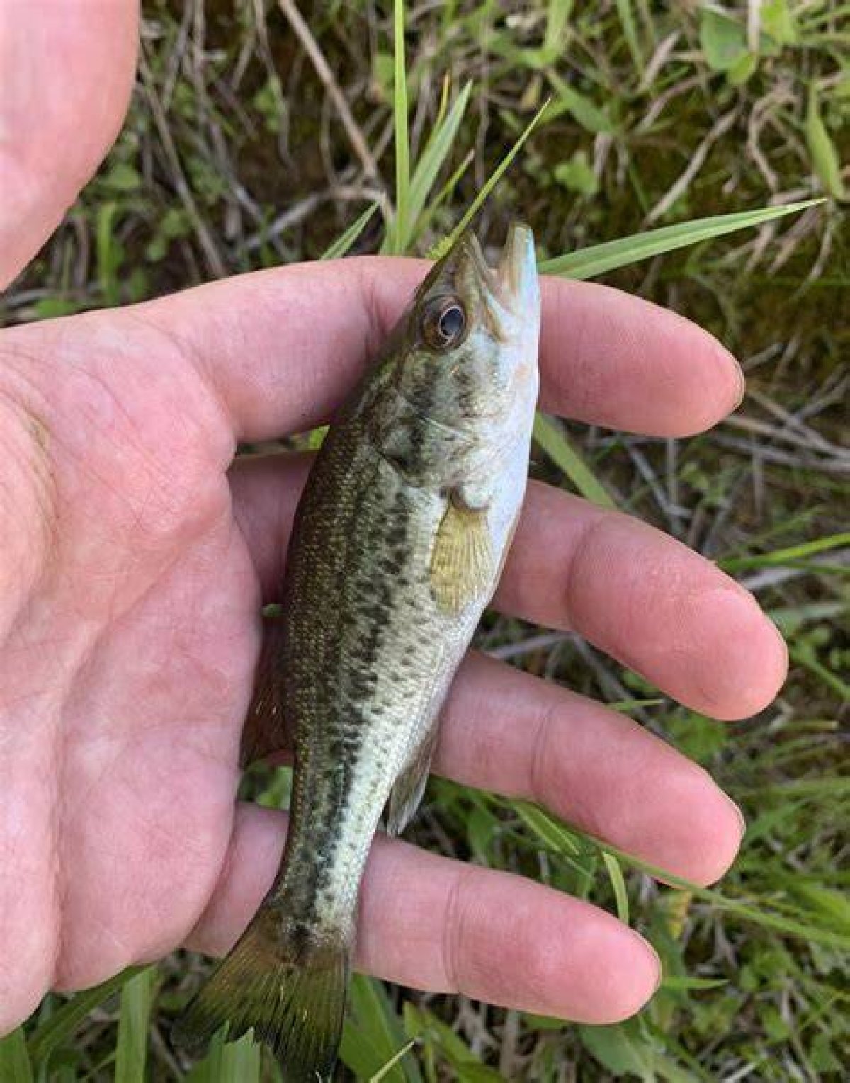 What Do Baby Bass Look Like?