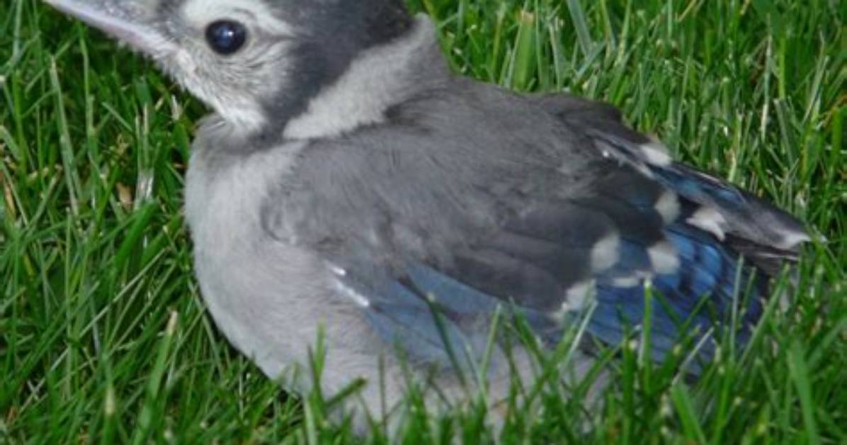 What Do Baby Blue Jays Sound Like?