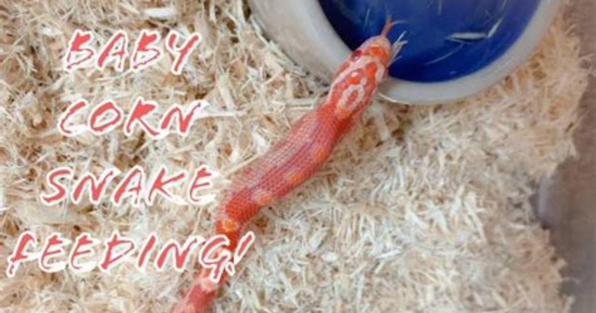 What Do Baby Corn Snakes Eat?