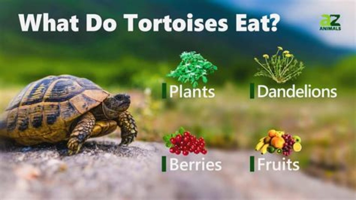 What Do Baby Tortoises Eat?