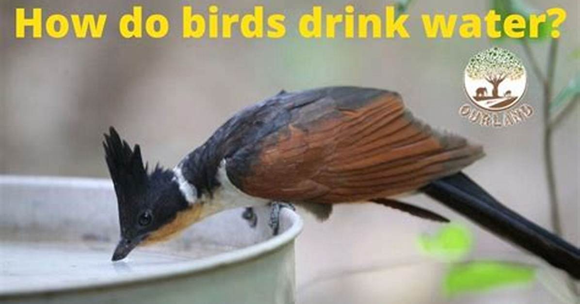 What Do Birds Drink?