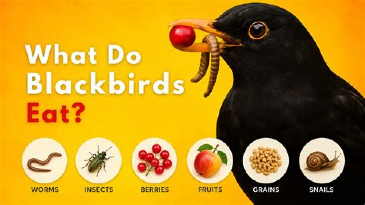 What Do Blackbirds Eat? - Kylon Powell