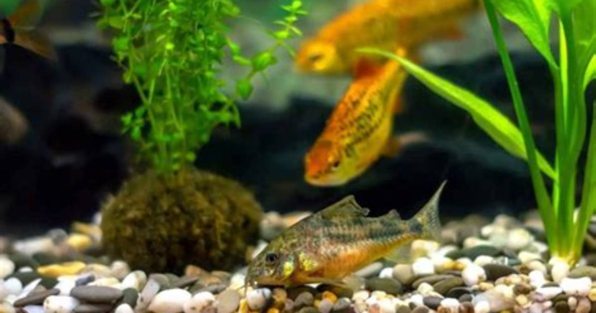 What Do Corydoras Eat? - Kylon Powell