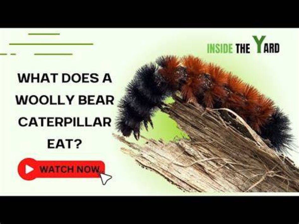 What Do Fuzzy Caterpillars Eat? - Kylon Powell