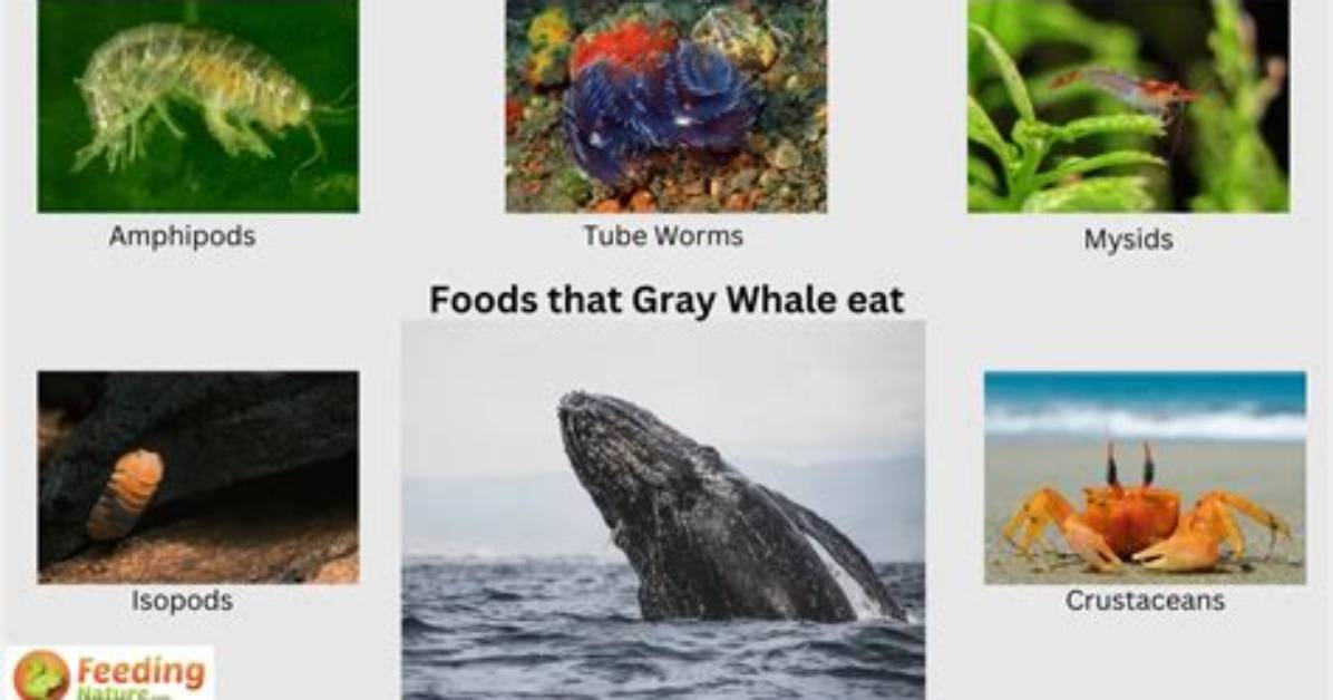 What Do Gray Whales Eat?