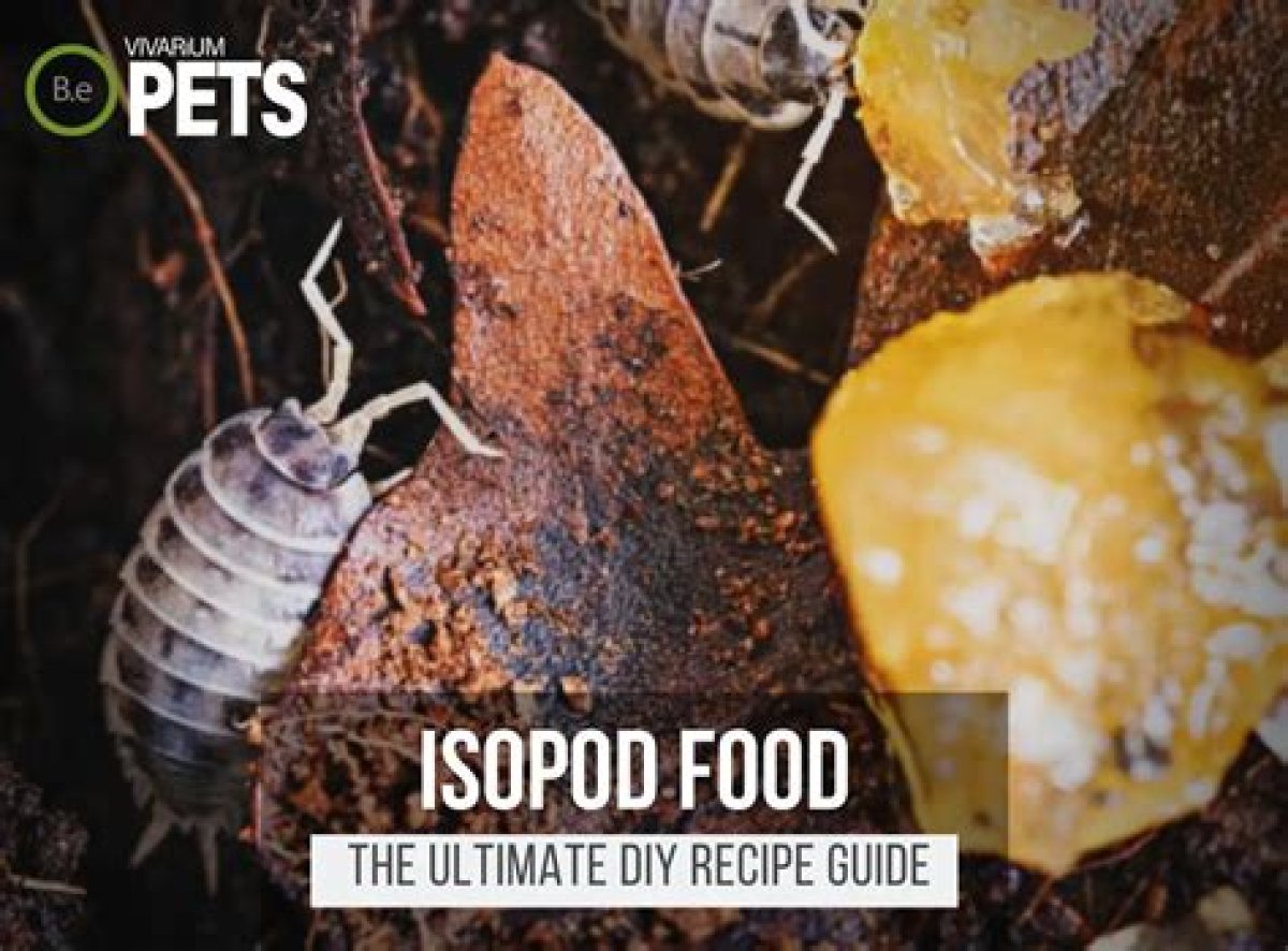 What Do Isopods Eat? - Kylon Powell