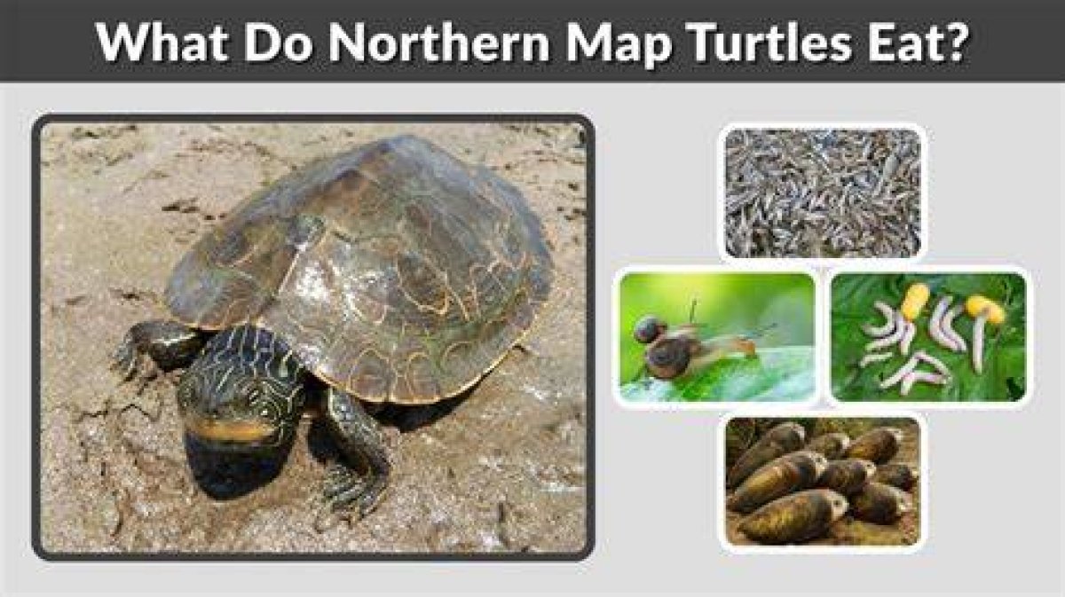 What Do Map Turtles Eat?