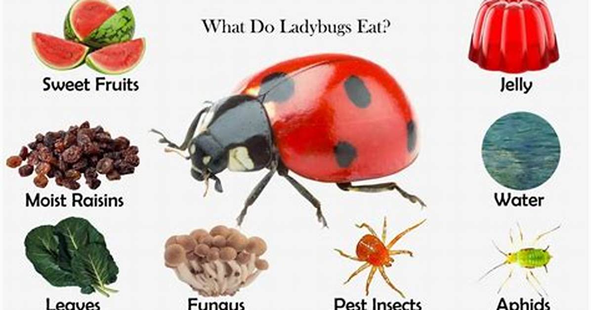 What Do Orange Ladybugs Eat?