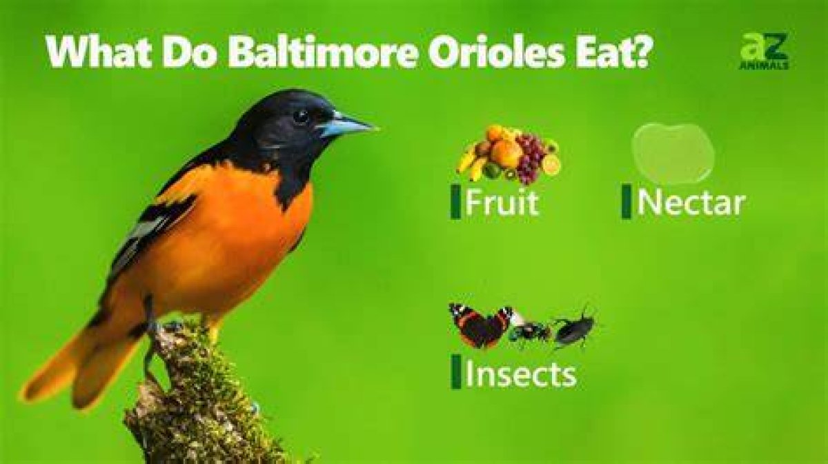 What Do Orioles Eat? - Kylon Powell
