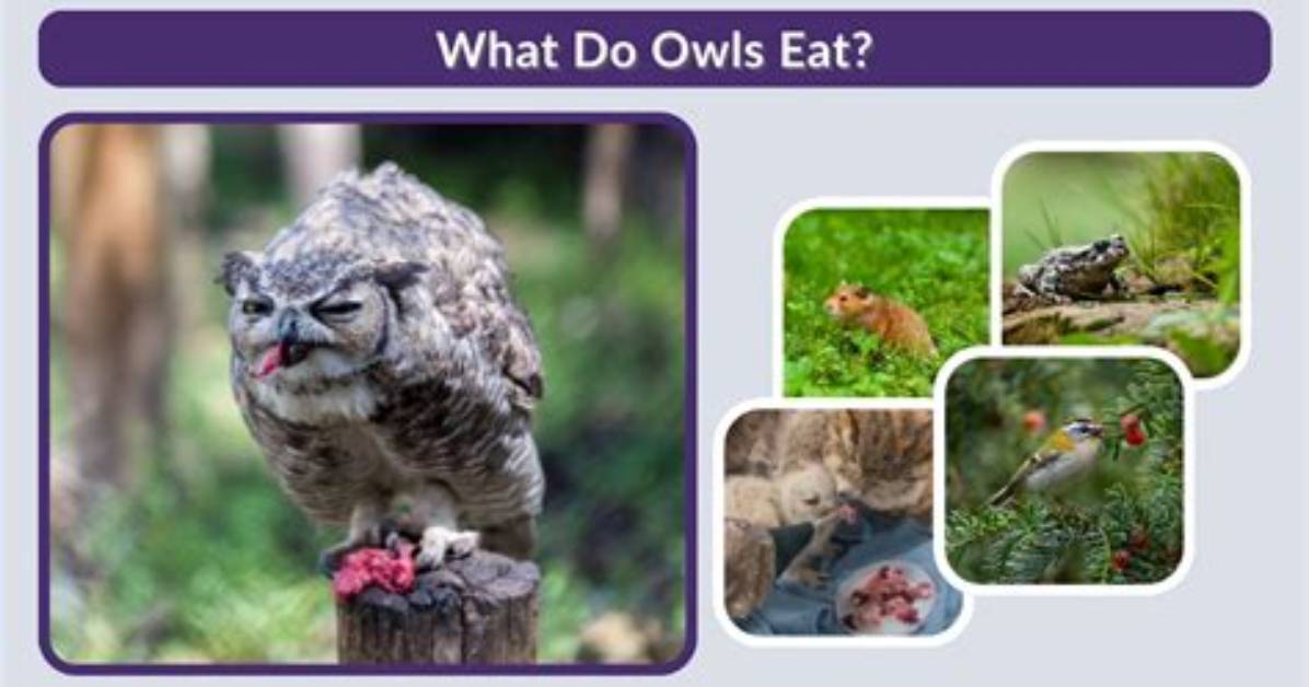 What Do Owls Eat? a Comprehensive Guide on What Owls Eat