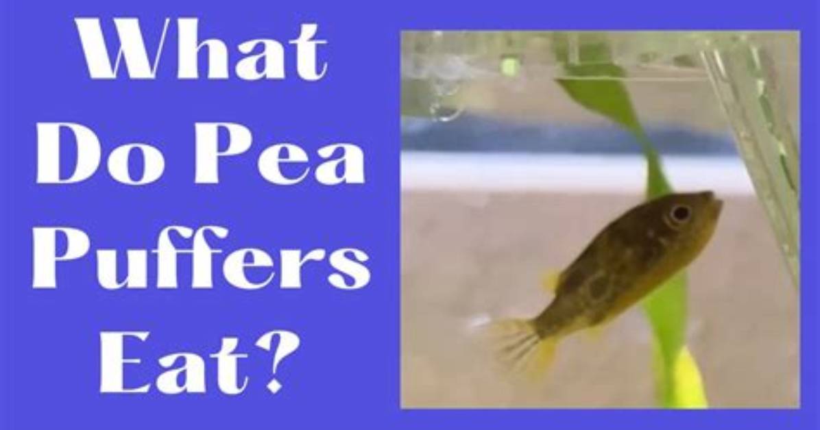 What Do Pea Puffers Eat?