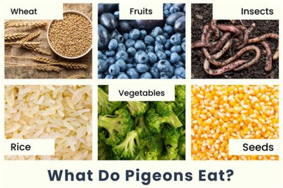 What Do Pigeons Eat? 54 Frequently Asked Questions