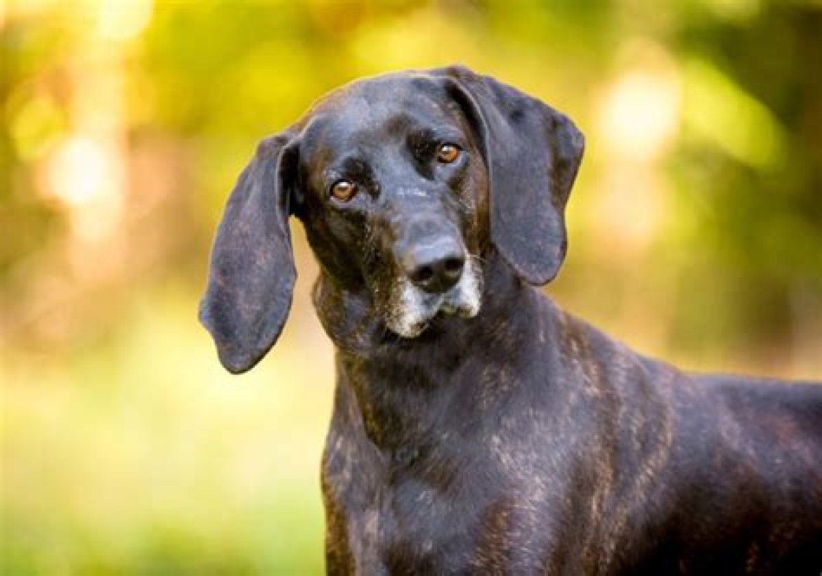 What Do Plott Hounds Hunt?