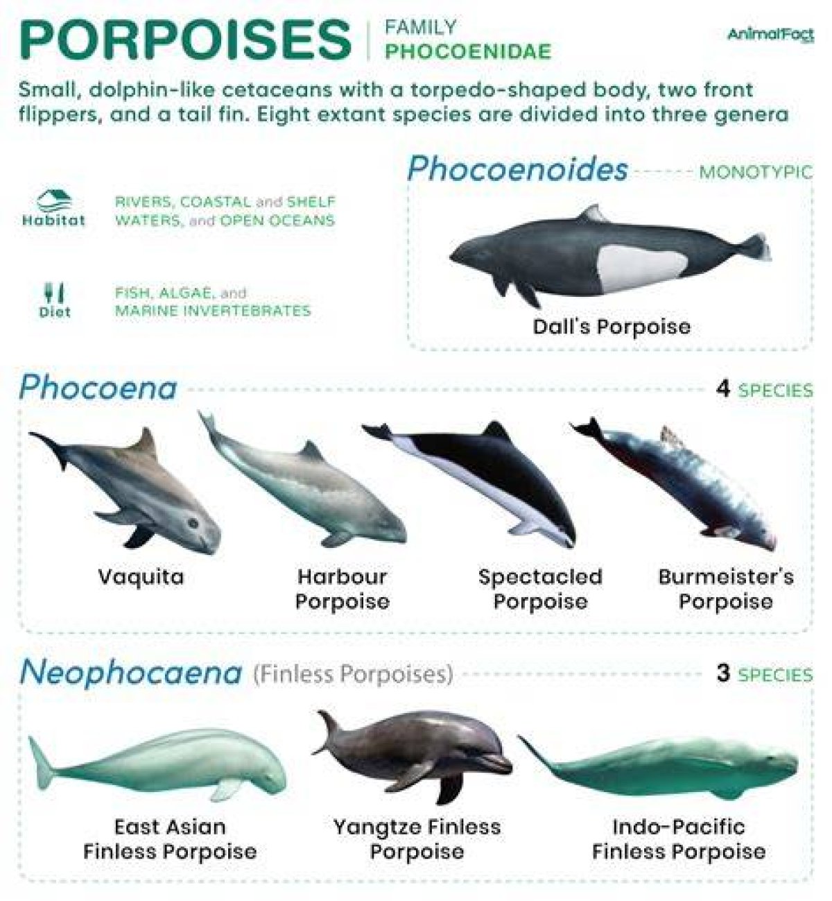 What Do Porpoises Eat? - Kylon Powell