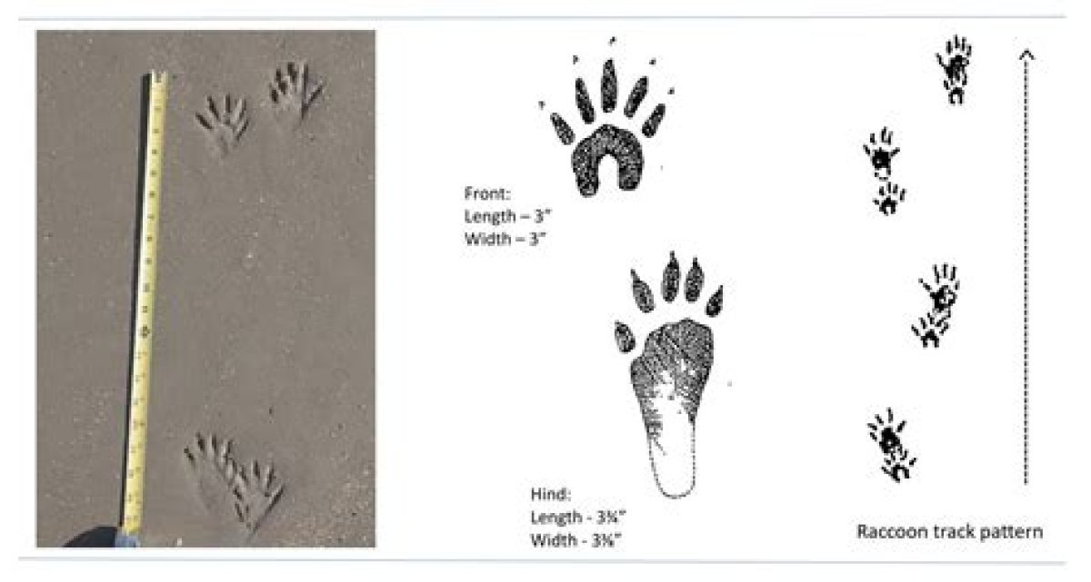 What Do Raccoon Tracks Look Like in the Snow?