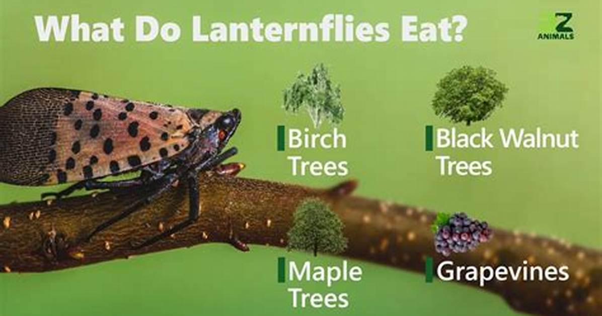 What Do Spotted Lanternflies Eat?