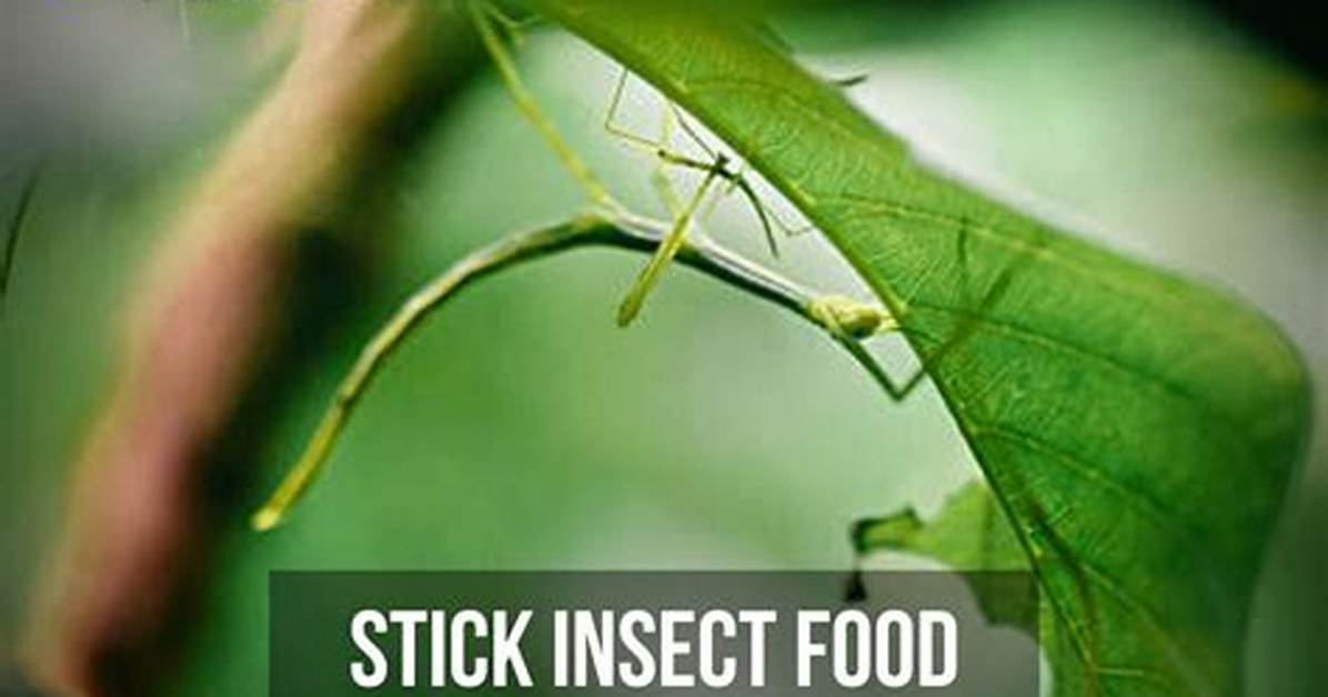 What Do Stick Insects Eat?