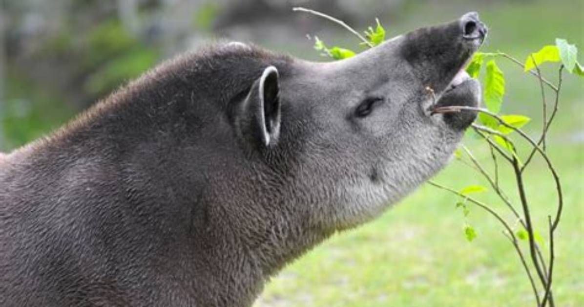 What Do Tapirs Eat? - Kylon Powell