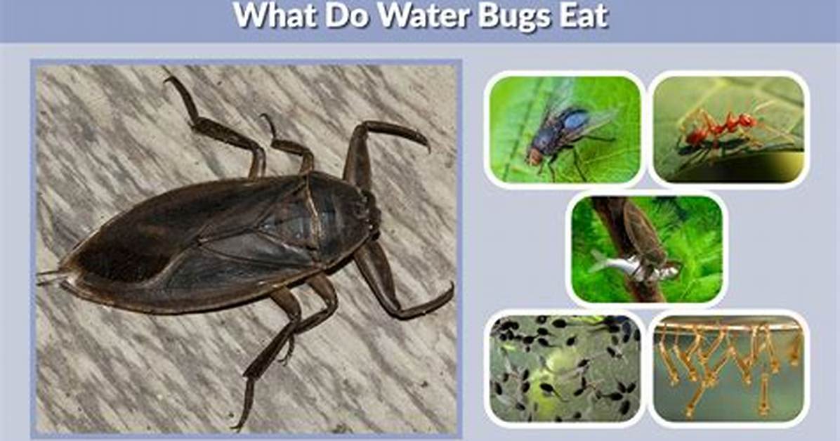 What Do Water Bugs Eat?