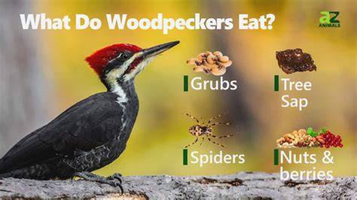What Do Woodpeckers Eat? 30 Things to Know About Their Eating Habits