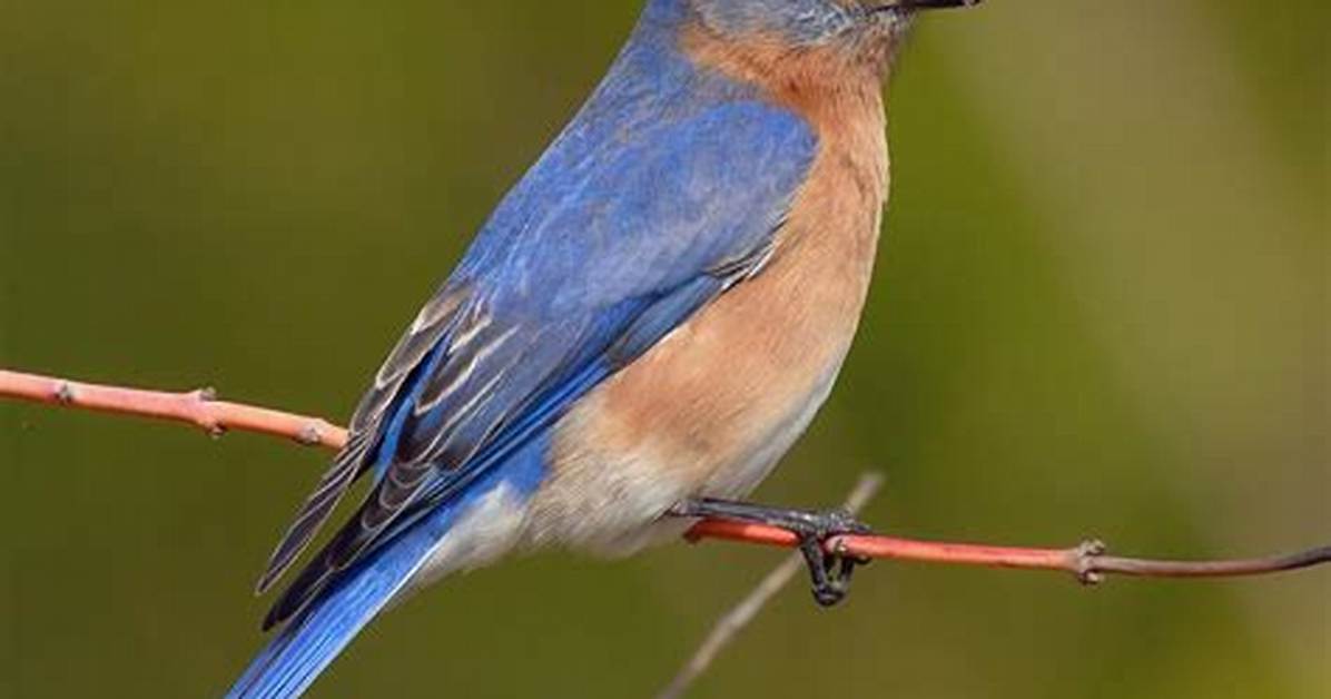 What Does a Blue Bird Look Like?