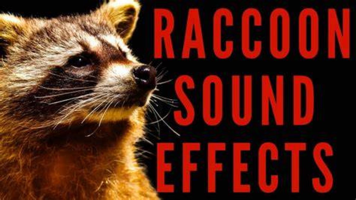 What Does a Raccoon Sound Like at Night?
