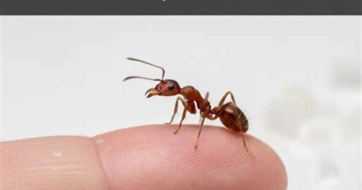 What Does a Sugar Ant Bite Look Like?
