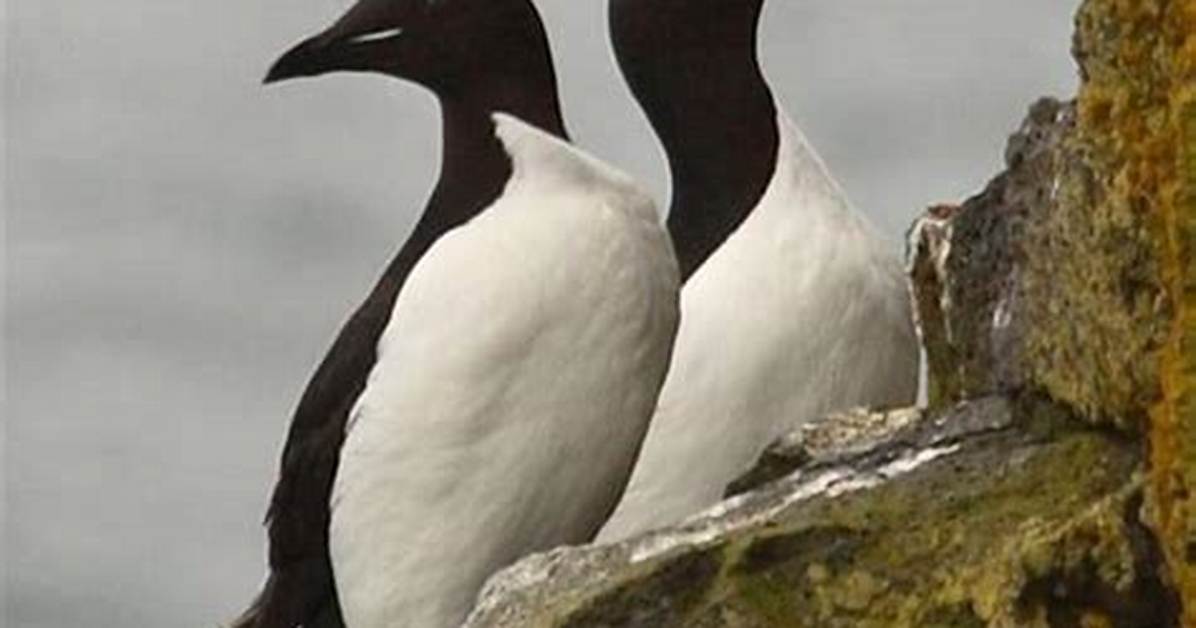 What Does a Thick-Billed Murre Live?