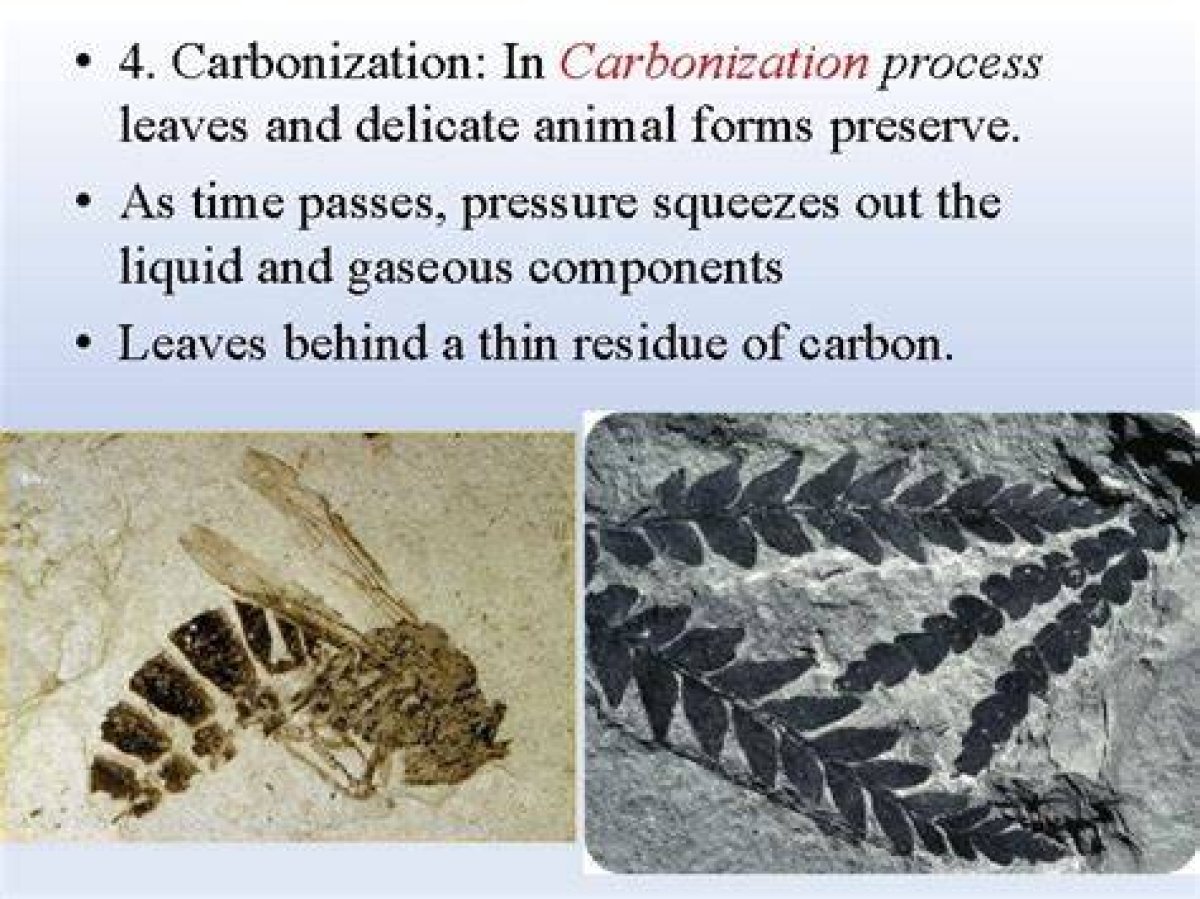 What Does Carbonization Mean?
