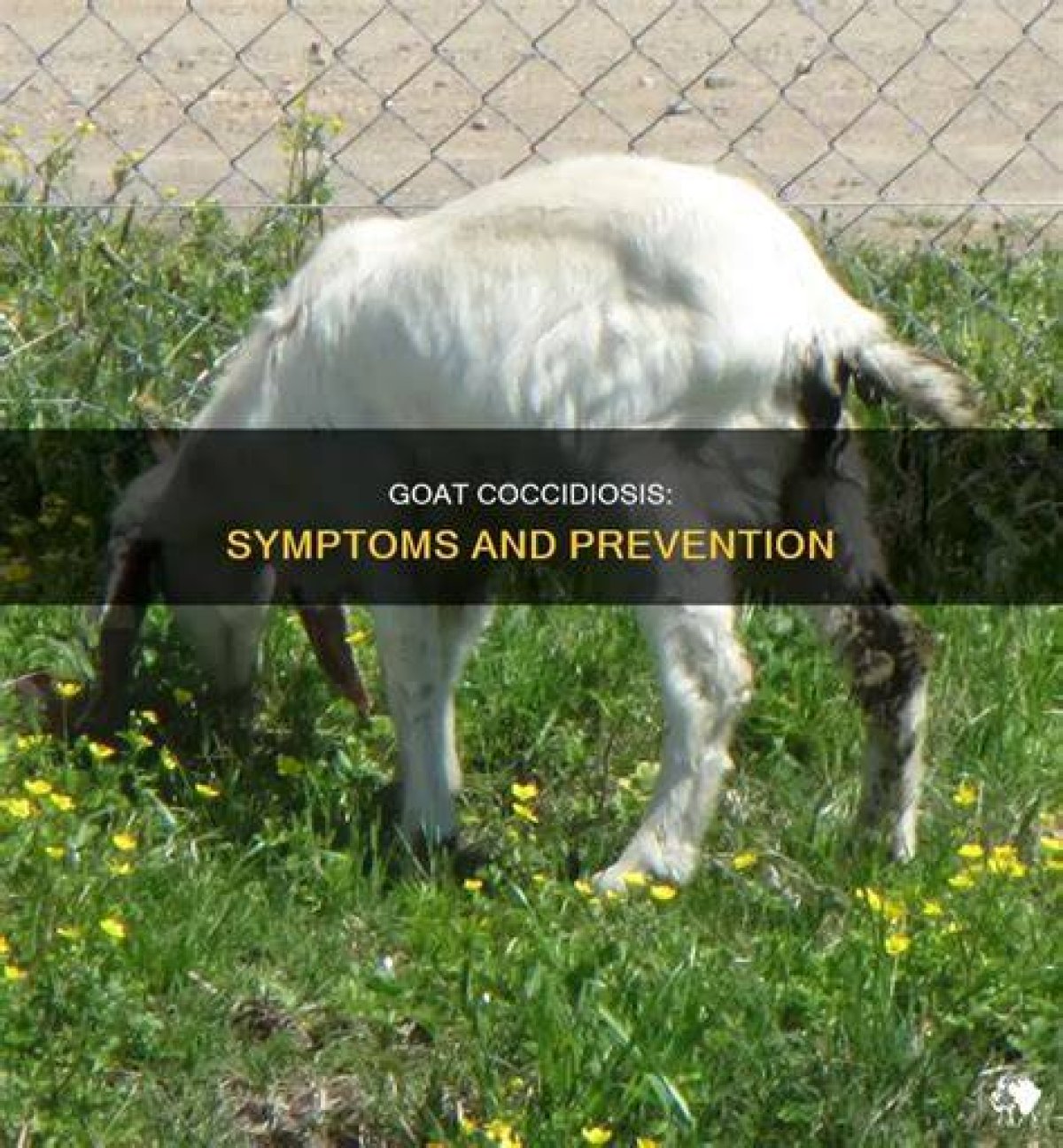 What Does Coccidiosis Look Like in Goats?