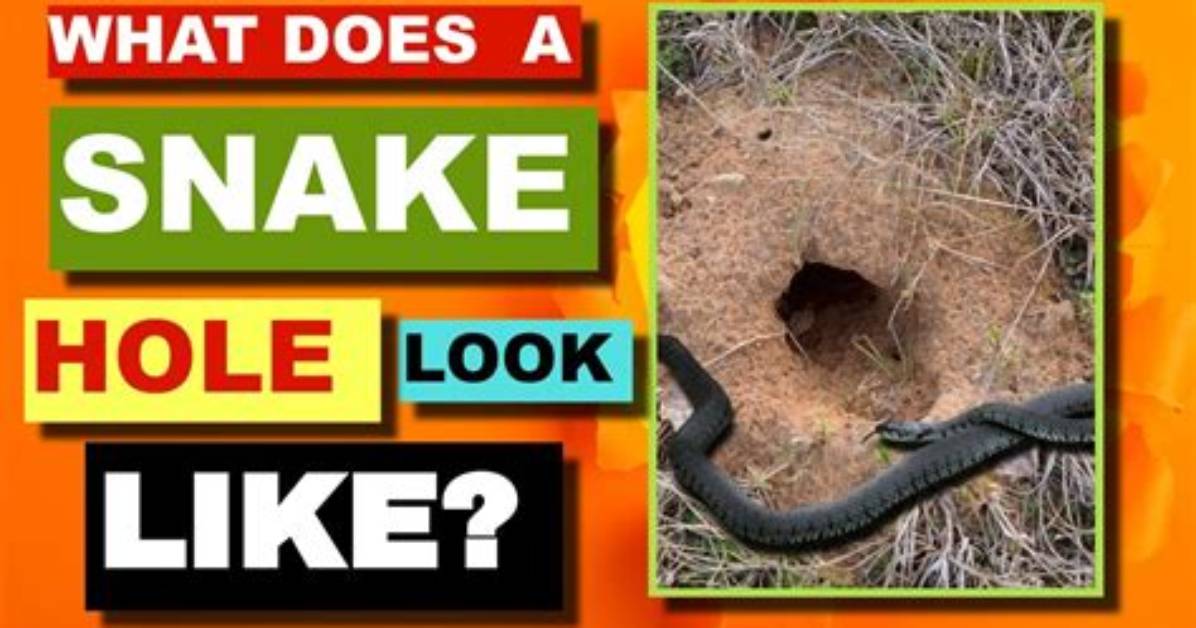 What Does Snake Holes Look Like?