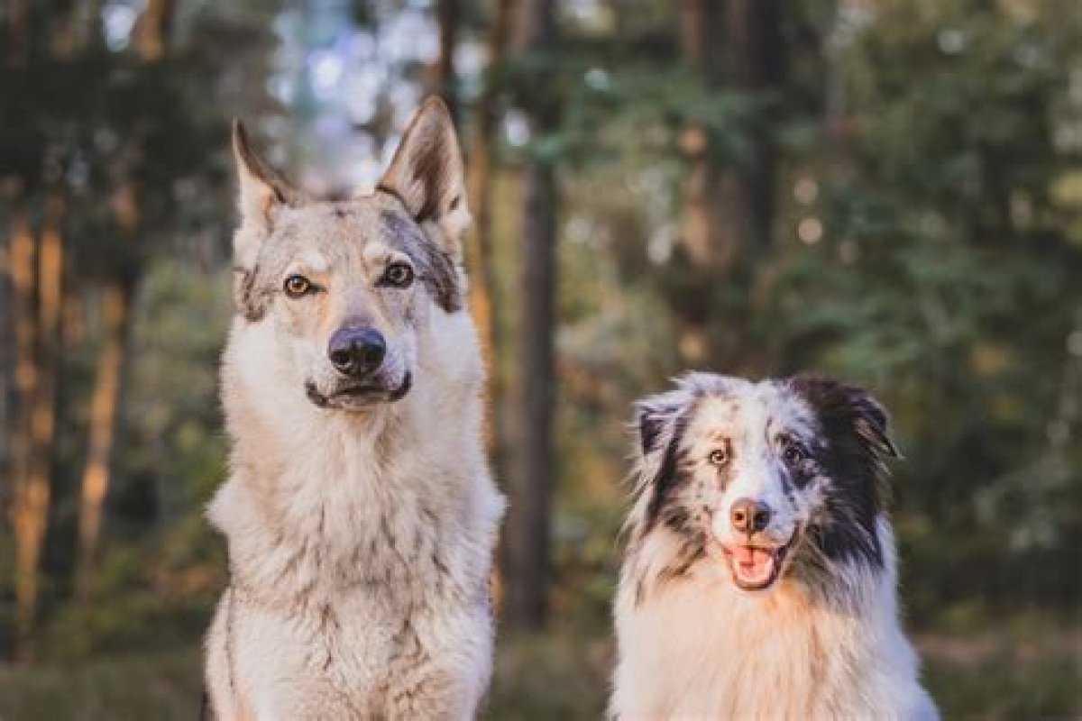 What Dog Breed Is Closest to a Wolf?