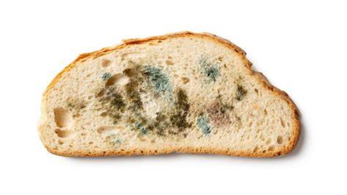 What Happens If You Eat Mold Accidentally?