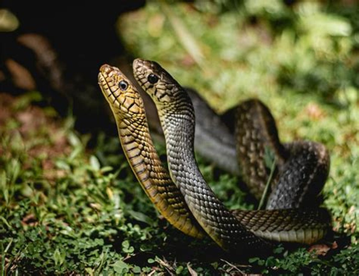 What Happens If You See Snakes Mating?