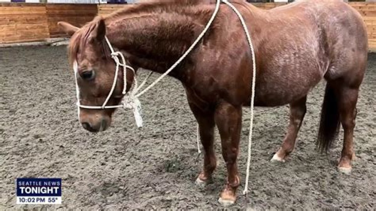 What If I Steal a Horse in Skyrim?