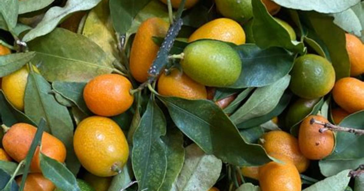 What Is a Kumquat? Seen Everywhere at Lunar New Year, the Citrus Fruit Is Tiny, Orange, and a Favourite Ingredient of Fine-Dining Chefs