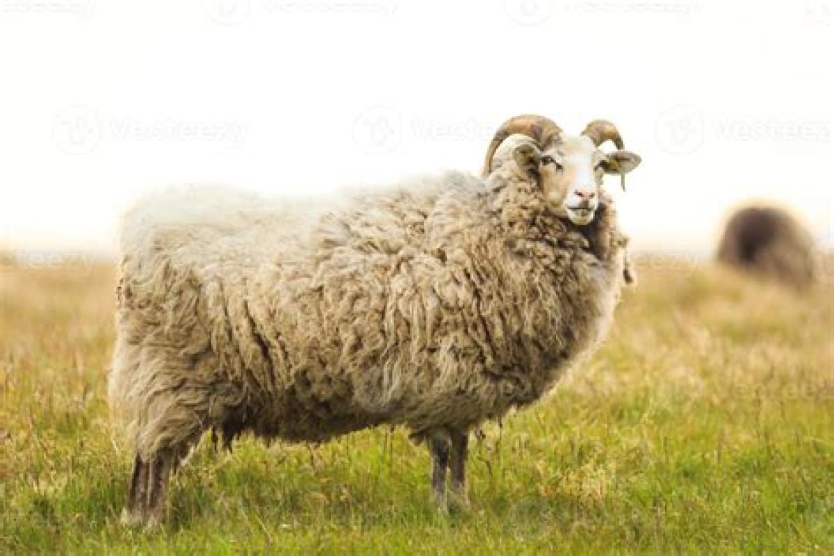 What Is a Mature Male Sheep Called?