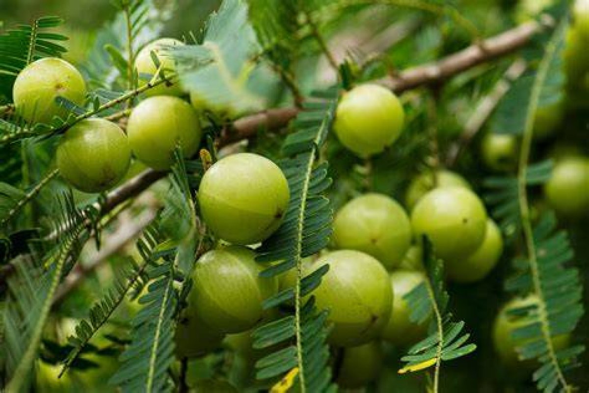 What Is Amla? the Indian Gooseberry Hailed as a Superfood for Its Apparent Anticancer, Anti-Diabetes and Anti-Ageing Properties