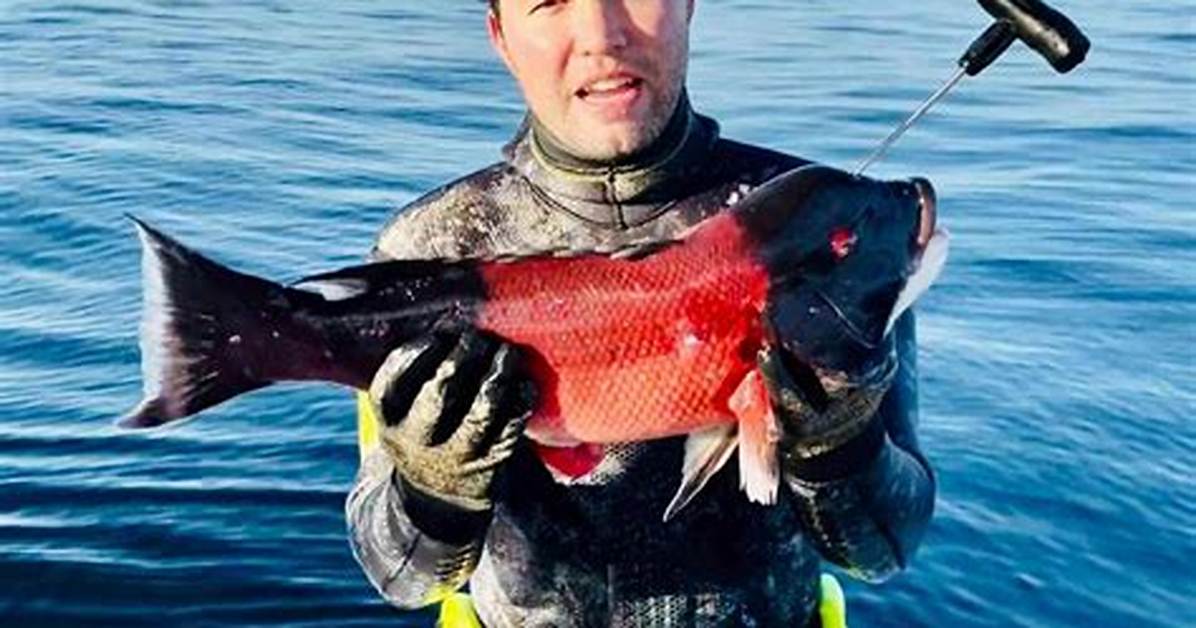 What Is Ikejime and Is It a Humane Way of Preparing Sushi? the Traditional Japanese Method of ‘Closing the Fish’ Ensures a Stress-Free Death, but Campaigners Say It’s Unnecessarily Cruel