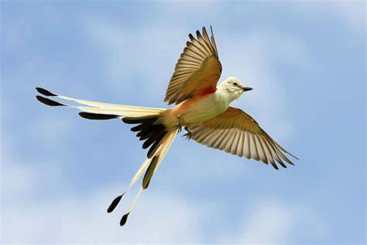 What Is Oklahoma's State Bird?