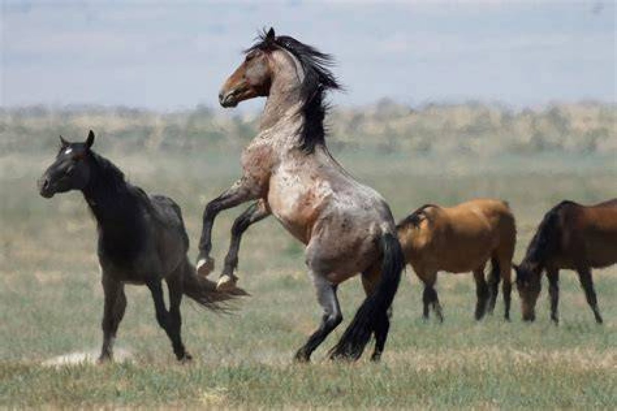 What Is the Best Wild Horse in Tears of the Kingdom?