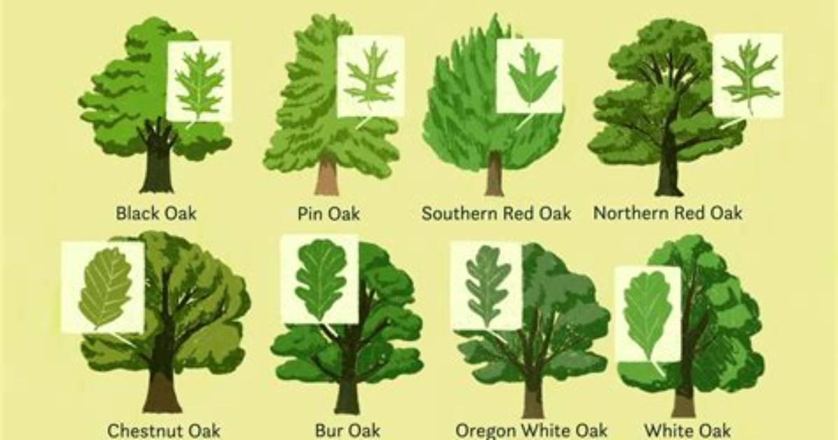 What Is the Most Common Tree in North Carolina?
