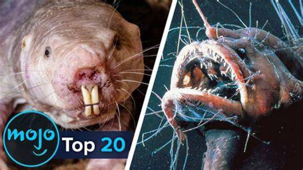 What Is the Ugliest Animal in 2021?
